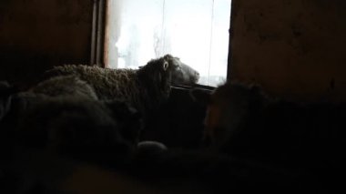 Çok güzel kahverengi koyun yalamak belgili tanımlık pencere portre. Köy ülkede bir çiftlikte komik koyun.