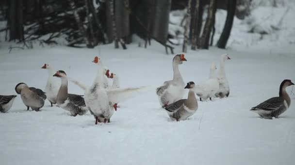 Oies domestiques en plein air en hiver. Oies marchant dans la forêt hivernale de novy . — Video