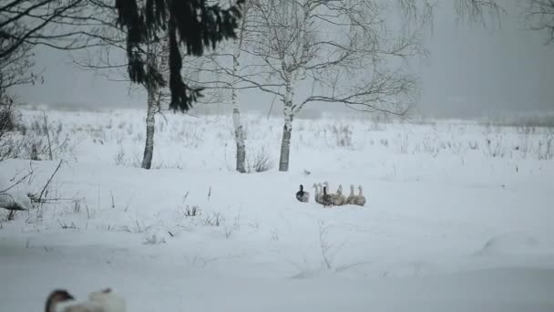 Binnenlandse ganzen buiten in de winter. Ganzen wandelen in winter snovy woud. — Stockvideo