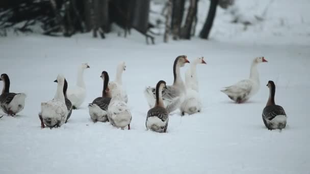 Binnenlandse ganzen buiten in de winter. Ganzen wandelen in winter snovy woud. — Stockvideo