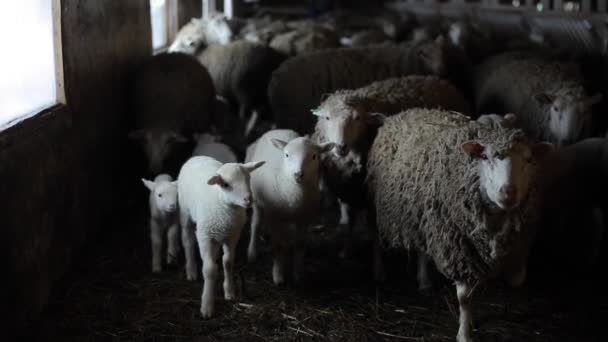 Mandria di pecore. Agnelli della divinità e pecore in una stalla. Pecora nel fienile . — Video Stock