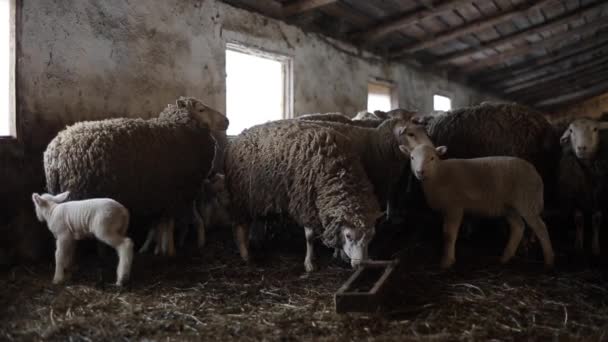 Besättning av får. Dity lammen och fåren i ett stall. Fåren i lada. — Stockvideo