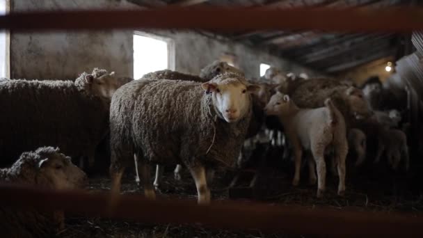 Uma manada de ovelhas. Cordeiros Dity e ovelhas em um estábulo. Ovelhas no celeiro . — Vídeo de Stock