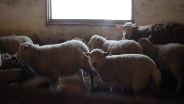 Stado owiec. Żonych jagniąt i owiec w stajni. Owce w stodole. — Wideo stockowe