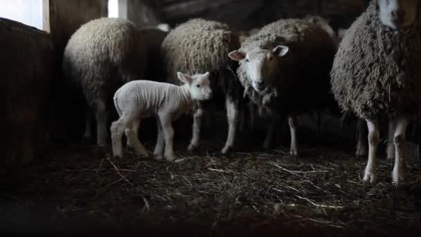 Stádo oveček ve stodole. Ovce s jehněčím. Špinavá hnědá ovce. — Stock video