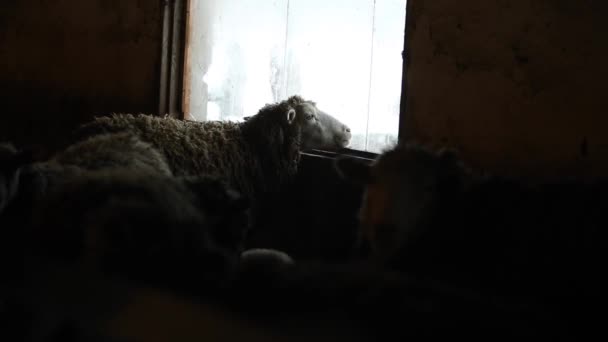 Portret van schattige bruin schapen likken het venster. Grappige schapen op een boerderij in dorp land. — Stockvideo