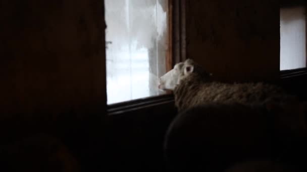 Porträtt av bedårande bruna fåren slicka fönstret. Rolig får på en gård i byn land. — Stockvideo