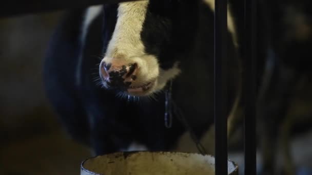 Våta näsan av en ko efter dricksvatten, mot ljuset. Det kommer ånga från näsan. Tugga ko — Stockvideo
