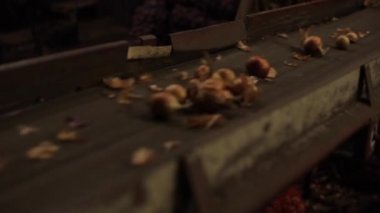 Soğan sıralama, işleme ve paketleme fabrikası. Bir traktör konveyör üzerinde hareketli soğan, yakın yukarı.