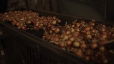 Soğan sıralama, işleme ve paketleme fabrikası. Bir traktör konveyör üzerinde hareketli soğan, yakın yukarı.