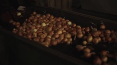 Soğan sıralama, işleme ve paketleme fabrikası. Bir traktör konveyör üzerinde hareketli soğan, yakın yukarı.
