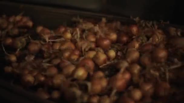 Soğan sıralama, işleme ve paketleme fabrikası. Bir traktör konveyör üzerinde hareketli soğan, yakın yukarı. — Stok video