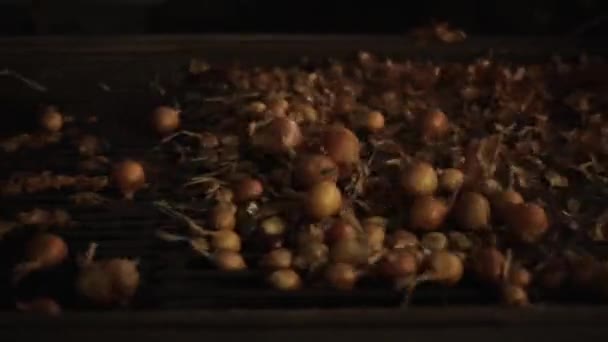 Onion sorting, processing and packing factory. Onion moving on a tractor conveyor, close up. — Stock Video