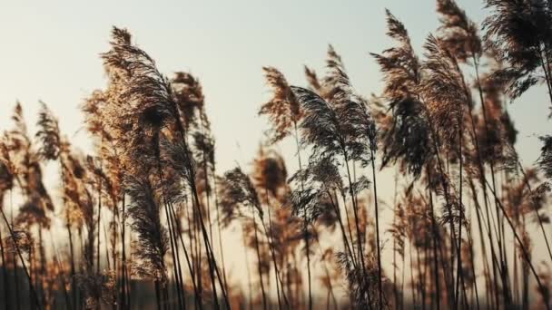 Cena da paisagem do por do sol com grama alta. Nascer do sol . — Vídeo de Stock