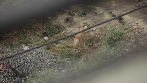 Nagy szőrös kutyák sétálnak egy koszos sivatagban, köveket és bokrokat szagolgatva. Az egyik kutyus lepisil egy bokrot. Közelkép. Homályos előtér — Stock videók