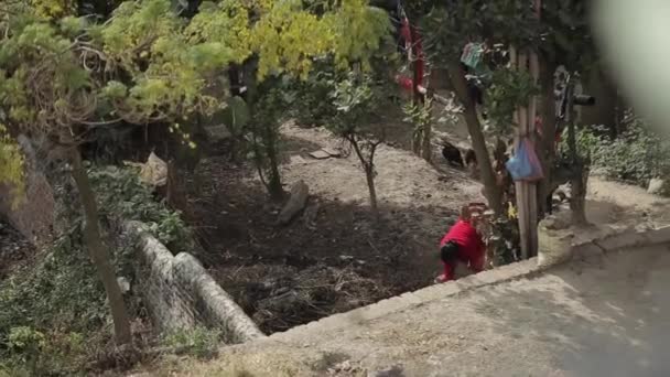 Delhi, India - 29 November 2019: Seorang wanita dengan penuh semangat menggali tanah dengan cangkul di halamannya. Di pohon-pohon menggantung benda yang berbeda dan di debu menggali ayam. Kehidupan Desa Asia — Stok Video