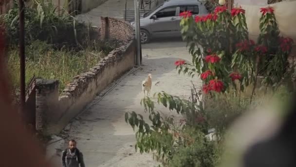 Delhi, India - 29 november 2019: Een jonge aantrekkelijke man loopt langs een smalle weg langs stadsgebouwen en een leuke speelse bastaardhond rent achter hem aan. wazig voorgrond — Stockvideo