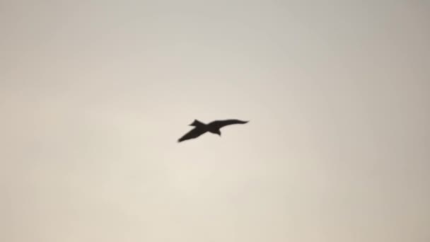Egy nagy madár repülése a szürke felhős ég hátterében. Egy madár lebeg az égen. A kamera fókuszt vált. Közelkép — Stock videók