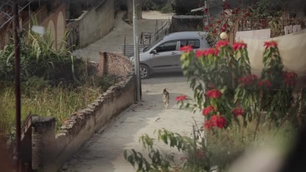 Mladý atraktivní muž kráčí po úzké cestě podél městských budov a za ním běží zábavný hravý pes. Rozmazané popředí — Stock video
