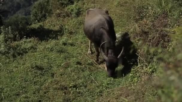 Ein Ochse weidet auf den grünen Feldern, den Hügeln Nepals. Schöne Landschaft, Bäume. — Stockvideo