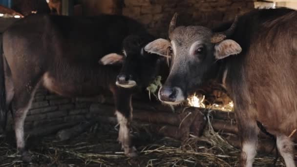 Bruine ossen in een stal, schuur. Zonnig. Sluiten.. — Stockvideo