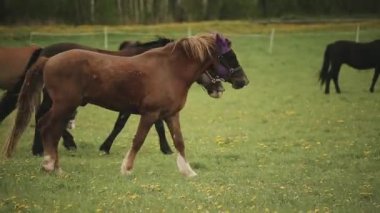 Kafalarında özel şapkalar olan iki at çiftliğin arka planındaki otlayan atların otlaklarında yan yana yürüyorlar. Yakın plan.