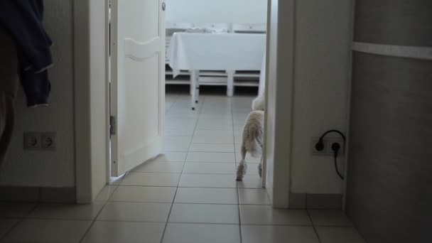 Divertido perro caniche con un corte de pelo que se encuentra en la puerta de una gran habitación con mesas y menea la cola. Vista desde atrás. Primer plano — Vídeos de Stock