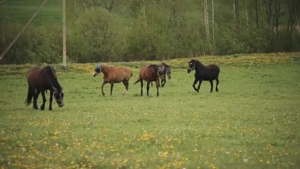 Caballos en sombreros con orejas corren libremente en el prado verde del rancho contra el fondo del bosque. Primer plano — Vídeo de stock