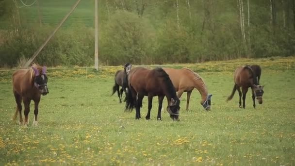 Τα άλογα τρώνε γρασίδι στο λιβάδι του ράντσου με προστατευτικά καπάκια κατά των εντόμων. Εξοχικό καλοκαιρινό τοπίο. Κοντινό πλάνο — Αρχείο Βίντεο