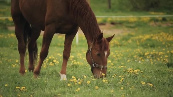 Close-up of a lovely brown horse who eats grass on a meadow ranch among the yellow flowers — Stock Video