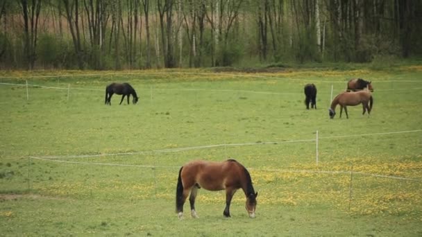 Konie na ranczu pasą się na ogrodzonych terenach zielonych łąk na tle lasu. Jeden z ogierów idzie przed kamerę. — Wideo stockowe