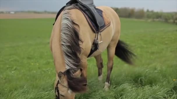 Ένα όμορφο μπεζ άλογο στο λιβάδι τρώει γρασίδι. Η χαίτη και η ουρά της πετάγονται από τον άνεμο. Αργή κίνηση. Κοντινό πλάνο — Αρχείο Βίντεο