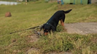 Dachshund cinsinden bir köpek nehir kıyısında tasmayla yürüyor ve ot yiyor. Yakın plan.