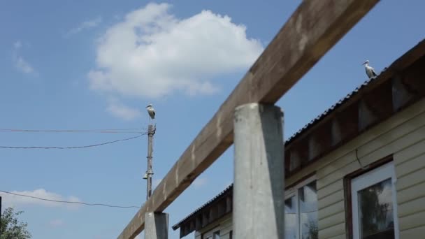 Duas cegonhas estão em frente uma da outra em um telhado em casa e a outra em um poste de luz contra um céu azul — Vídeo de Stock