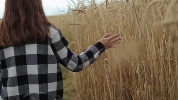 Egy hosszú hajú barna nő sétál a búzamezőn, és megérinti a tüskéket a kezével. Közelkép. Lassú mozgás. — Stock videók