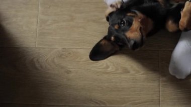 Bir dachshund köpeği, odanın zemininde sahibinin ayaklarının yanında sırt üstü yatar ve komik bir şekilde hapşırır. Yakın plan.