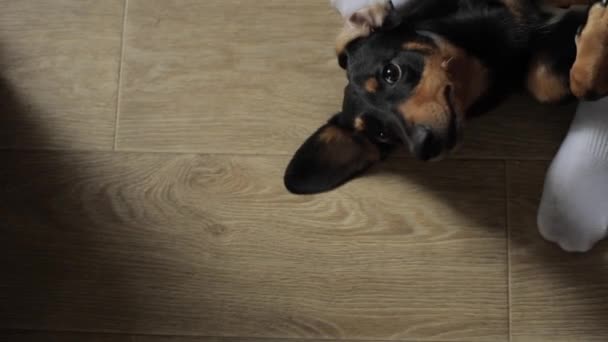 Ένα σκυλί dachshund βρίσκεται στην πλάτη του κοντά στα πόδια του ιδιοκτήτη του στο πάτωμα του δωματίου και φτερνίζεται αστεία. Κοντινό πλάνο — Αρχείο Βίντεο