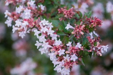 Yaz closeup çiçeklenir