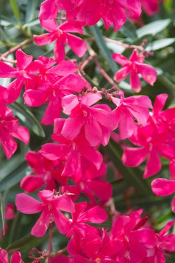 Yaz closeup çiçeklenir