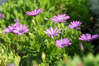 Yaz closeup çiçeklenir