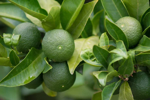 Grüne Mandarinen Auf Einem Baum — Stockfoto