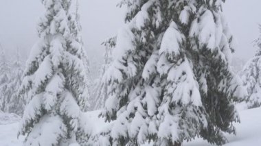 Noel ağaçları içinde belgili tanımlık kar. Alttan üste göster
