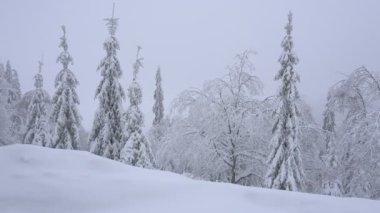 Noel ağaçları ve kar kış dağlarda ağaçlarda
