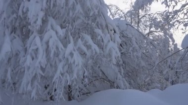Noel ağaçları ve kar kış dağlarda ağaçlarda