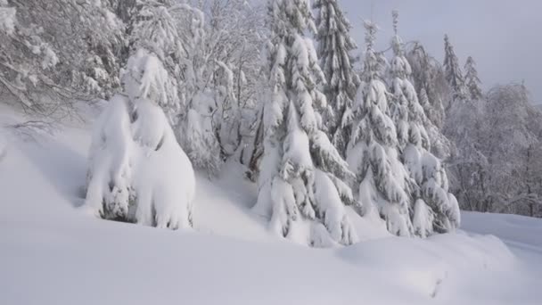 Kerstbomen Bomen Sneeuw Bergen Winter — Stockvideo