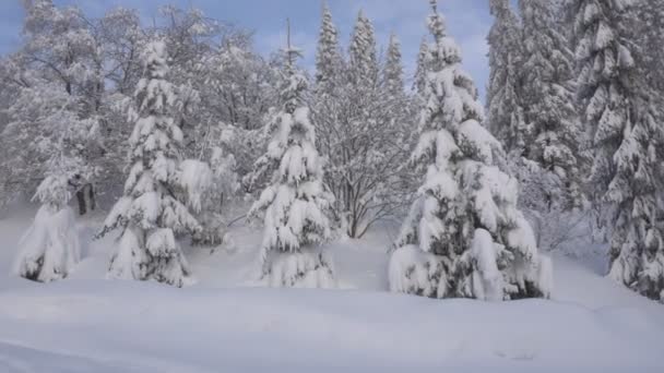 Weihnachtsbäume Und Bäume Schnee Den Winterbergen — Stockvideo