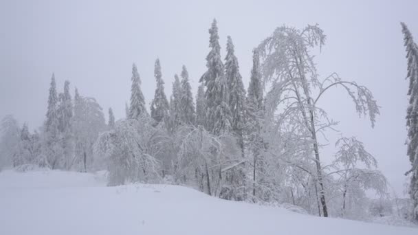 Árboles Navidad Árboles Nieve Las Montañas Invierno — Vídeos de Stock