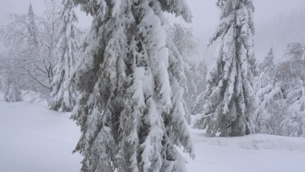 冬天山中的雪中的圣诞树和树木 — 图库视频影像