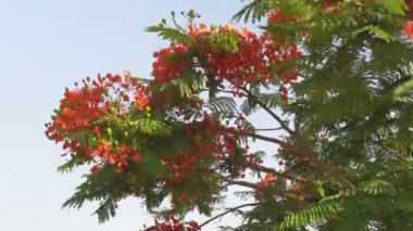 Yaz gününde çiçekli kırmızı çiçek ağacı