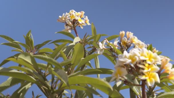 Flowering Plumeria Tree Summer Day — Stock Video